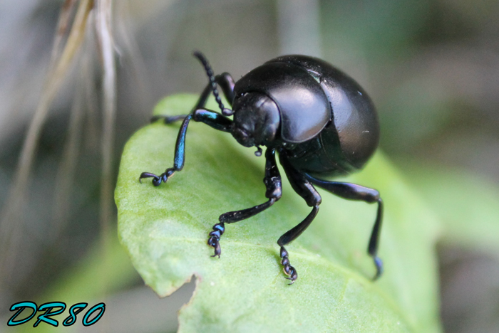 Timarcha di quale specie? T. nicaeensis?